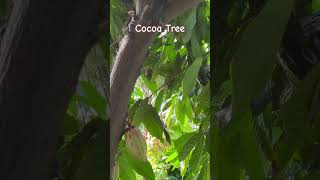 Chocolate Tree Fruits amp Flowers  Cocoa Kakaw Fruits and Flowers [upl. by Stalker]