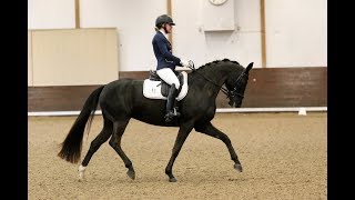 FOR SALE Young dressage mare by Sir Donnerhall II  168m  2012 [upl. by Toomay]