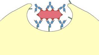 Phagocytosis Opsonization [upl. by Suzanna]