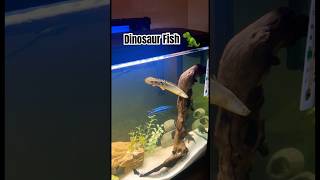 Delhezi Bichir aka “Dinosaur Fish”🦖🐠Pets Fish Dinosaur [upl. by Lemaceon]