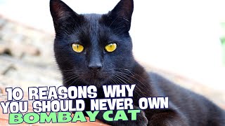 10 Reasons Why You Should NEVER Own a Bombay Cat 🐾 [upl. by Aizat728]