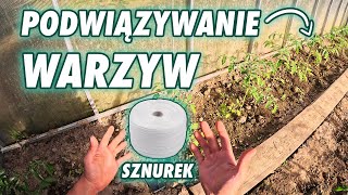 🌱 Podwiązywanie warzyw  pomidorów papryki ogórków szklarniowych itp [upl. by Sathrum]