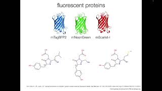 Fluorophore Types amp Labeling Methods [upl. by Padget]