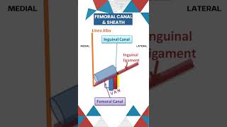 Anatomy Essentials MustKnow Concepts of Femoral Canal amp Femoral Ring anatomy grossanatomy [upl. by Wj296]