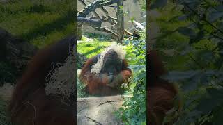 bornean orangutan 🦧 at zoo [upl. by Spear]