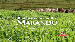 Conheça os benefícios da Brachiaria Brizantha Marandu [upl. by Gert496]