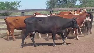 LOTE V14  09 VACAS DE INVERNAR CRUZADAS  384 KG [upl. by Bethel994]