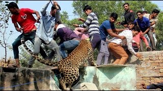 Leopard killed by villagers [upl. by Derr]