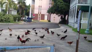 key west Chickens on the street [upl. by Ianaj]