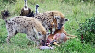 Half eaten impala tries escaping hyenas [upl. by Ahcim]