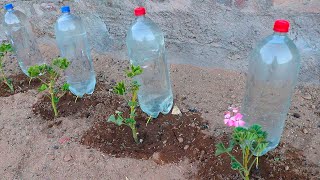 Como hacer sistema de riego por goteo con botellas de gaseosa [upl. by Schott707]