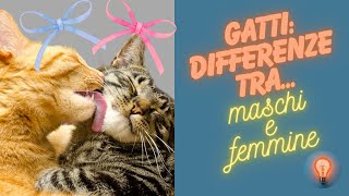 Gatti  Differenze tra maschi e femmine [upl. by Ruder]