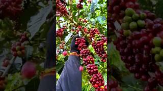 COFFEE BEAN HARVESTING AND PROCESSING PROCESS shorts [upl. by Deutsch146]