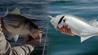 Squid Run Stripers  Using Soft Plastics for Stripers and Blues in the Rips [upl. by Orlina]