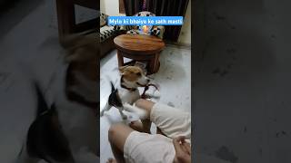 Mylo ki bhaiya ke sath masti🥰 shortsfeed viralsong trending doglover puppy puppydog beautiful [upl. by Ganiats331]