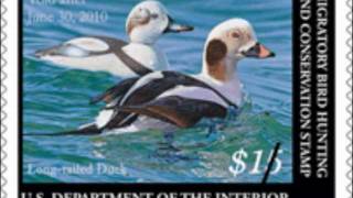 Federal Duck Stamp [upl. by Sewoll]