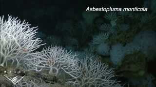 Four new species of carnivorous sponges Adapting to life in the deep sea [upl. by Reaht799]