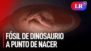 El increíble HALLAZGO en China de un EMBRIÓN de DINOSAURIO INTACTO que se PREPARABA PARA NACER [upl. by Dahc]