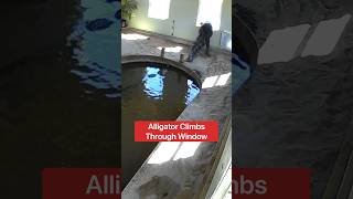 Alligator Climbs Through Window 😱🐊shorts alligator [upl. by Godderd]