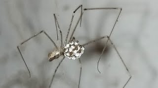 Cellar spider eggs  in brazilian Cellar spider with family [upl. by Trumaine]