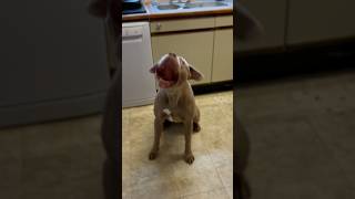 Circus performing XL Bully viralvideo dog [upl. by Nnylirret]