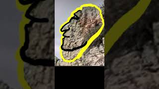 An Ancient Rock Face ReDrawn for You ColoradoForestBeings [upl. by Portwin]