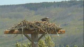 Glacier National Park  Osprey Webcam July 29 2010 [upl. by Lirba146]