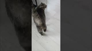 cat рекомендации котики top кушатьхочется [upl. by Zanze]