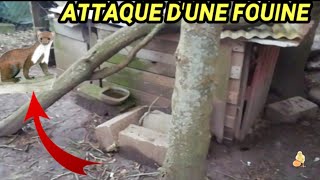 ATTAQUE DUNE FOUINE SUR MES POULES  BILAN DÉSASTREUX 😩😭 [upl. by Ardnos120]