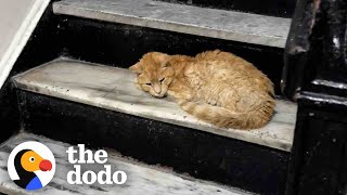 Matted Cat Shows Up On Couples Doorstep  The Dodo [upl. by Reinert]