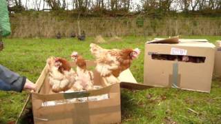 Exbattery hens see grass for the 1st time [upl. by Wearing805]