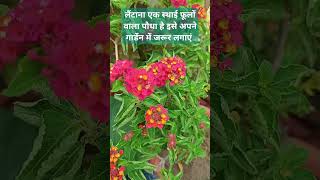 lantana flower plant jarur lagayen shortvideo gardening lantana gardeningtips [upl. by Dart851]