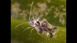 Corythucha ciliata Pillole di Entomologia matesina [upl. by Patton]