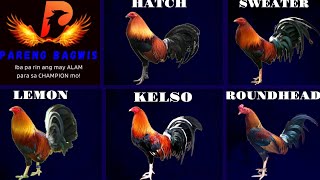 GAMEFOWL BLOODLINES for new breeders Patok ito mga boss alamin ang tips ni Pareng Bagwis 👌🏻 [upl. by Celine99]