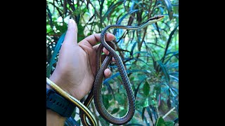 চিত্রিত বেত আঁচড়া সাপ নিয়ে কিছু কথা Painted Bronzeback Tree Snake [upl. by Azmah649]