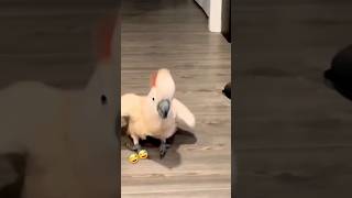 foryou funnnyvideo parrot cute [upl. by Jaycee]