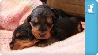 18 Day Old Precious Airedale Puppies Nap on a Blanket  Puppy Love [upl. by Nuahsed]