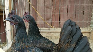 Black Mug Hens  Gallos Fino Gamefowl [upl. by Lupee]