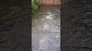 Kolam Nila dengan Aerator Resun LP100 [upl. by Beberg]