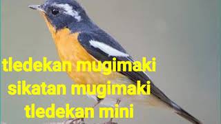 Tledekan MinillSuara burung sikatan mugimaki tledekan mini [upl. by Fisken151]