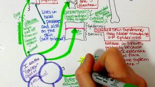 Staphylococcus aureus and MRSA characteristics [upl. by Appolonia]