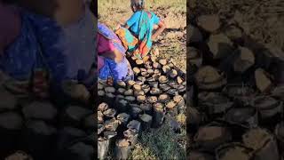 Mangrove Nursery works for Mangrove foundation of India in Pulicat [upl. by Mitzi56]