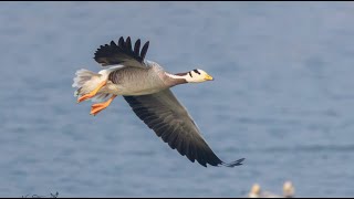 Unbelievable they flew over Mt Everest The mighty Barheaded goose birds wildlife nature [upl. by Griffin]