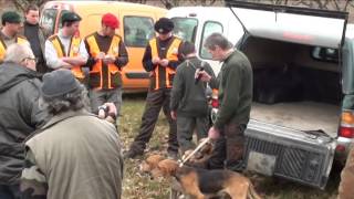 Concours de meutes  15 février 2014  ST DIDIER SOUS RIVERIE [upl. by Teressa]