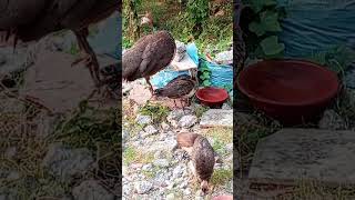 beautiful baby peahen 🦚birds birdlovers [upl. by Lebatsirc847]