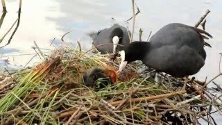 Oisillons Foulque macroule au lac Daumesnil  Eurasian Coot  Mai 2016 [upl. by Neelat132]