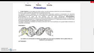 GUÍA ESTRUCTURA DE LOS ÁCIDOS NUCLEICOS [upl. by Gnoud]