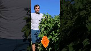 Grow Giant Pepper Plants 🌶️ [upl. by Sterrett]