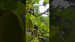 Tumpang sari tanaman timun suri sama buah tin shortsvideo [upl. by Forester]