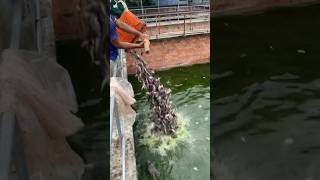 The crocodiles are being fed fish by them [upl. by Anahpos]